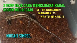 cara memelihara kadal kebun (Eutropis multifasciata).