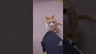 【凶暴猫】噛みつき凶暴猫 #shorts