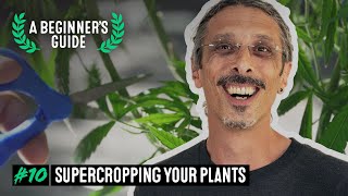 Maximize Cannabis Yields with Supercropping - A Beginner's Guide with Kyle Kushman #10