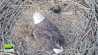 Bald Eagle - Duke Farms Eagle Cam 25.02.2025 09:08