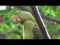 Raw Parrot Whistling and talking training 1