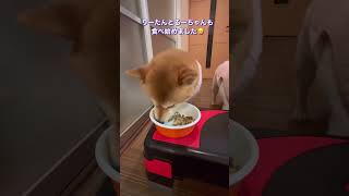 【3匹の柴犬  夕飯ウマウマ】フライング娘まーちゃんは聞く耳を持たないマイペース❌ママはお手上げですꉂ🤣みんな元気完食満腹🍴🐷💓#柴犬  #しばいぬ ＃りーまーるー