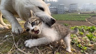 蒙面鸟哥｜被狗子当成玩具的小奶猫，它似乎很享受这个过程！