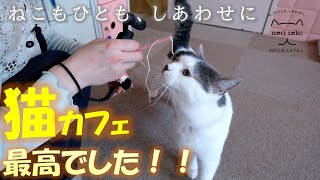 【癒しの空間】保護ねこカフェで猫を堪能！