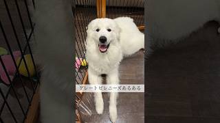 【大型犬との日常】グレートピレニーズあるある #グレートピレニーズ #greatpyrenees #大型犬 #子犬 #puppy #shorts