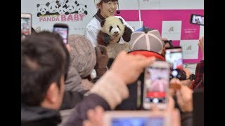 赤ちゃんパンダは「彩浜」　和歌山のレジャー施設