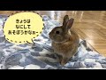 【うさぎ】きなこのじかん　vol.4