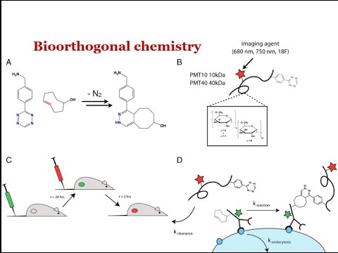 Bioorthogonal Chemistry: Won The 2022 Chemistry Nobel Prize! - YouTube