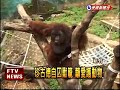 珍古德自囚獸籠 籲愛護動物