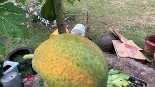 Giant Papaya Fruit