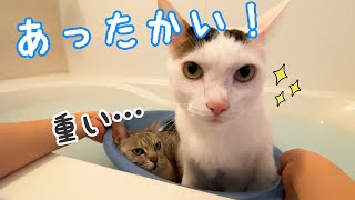 ママと娘がお風呂へ行くと集まる猫たち！