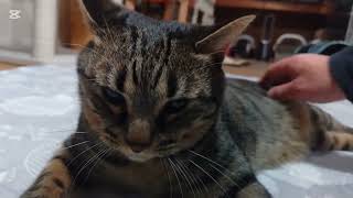 子猫成長日記601　これは保護猫のドキュメンタリー動画です(笑)　久しぶりにまーちゃんとちょびのバトル‥　ちょっと激しくなったから水入り(笑)　ちょび良く我慢したね‥偉いぞ🎵