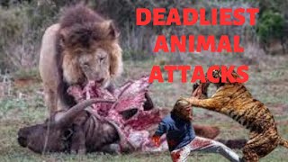 Shocking Video: Top 15 Most Terrifying Animal Attacks You've Never Seen!