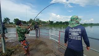 ปลาอะไรโคตรแรง! คัดเบ็ดเบ็ดแทบหัก! ปลาตัวเดียวตัวแรก ที่เขื่อนราษีไศลฯ Fishing Big Fish.