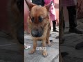 two lives saved from the dog meat truck a german shepherd and a small stray dog ​​ shorts