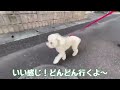 どんどん行こう♪ ★トイプードルのうめ吉くん 1428日目 ★umekichi diary of poodle dog