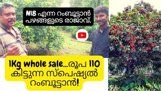 ഒന്നും ചെയ്യാതെ 20 മരത്തിൽ നിന്ന് 1 ലക്ഷം രൂപ ഇവനാണ് N18 സ്പെഷ്യൽ വെറൈറ്റി! Rambutan Farming Kerala.