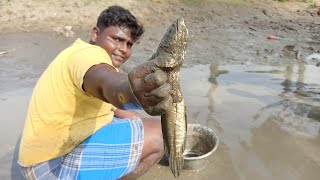 விரால் மீன் வேட்டை|Murrel Fish Hunting|குட்டை குழப்பி மீன் பிடித்தல்|Village Food Safari|Suppu