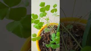 Part 4..... Cute tiny leaves are growing Big! #houseplants #ytshorts