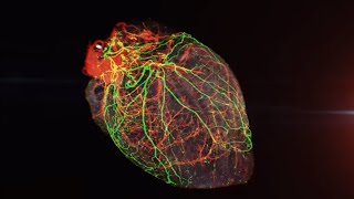 Part 3: Nervous heart. Proteins - like you´ve never seen them before.