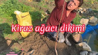 Kiraz ağacı nasıl dikilir/kiraz ağacı dikimi/kiraz fidanı dikimi