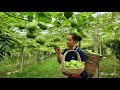 Harvesting Chayote arden goes to the market sell | Lý Thị Ca