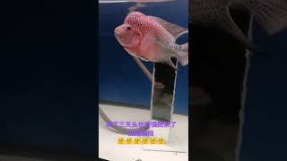 自家花罗汉888 10／8／2023