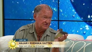 Hajar i svenska vatten - Nyhetsmorgon (TV4)