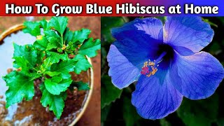 নীল জবা 🌺 প্রতিস্থাপন || How To Grow Blue Hibiscus at Home || নীল জবা ||