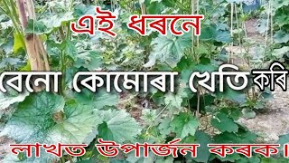 কোমোৰা খেতি নতুন পদ্ধতিত কৰো আহক।How to grow winter melons farming in Assam.