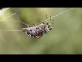 Паук крестовик обыкновенный araneus diadematus