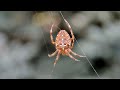 Паук крестовик обыкновенный araneus diadematus