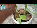 வெண்டைக்காய் வளர்ப்பில் கவனிக்க வேண்டிய விஷயங்கள். how to grow lady finger in terrace garden