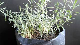 Lavender Plant in Container - Paano Kilalanin, Alagaan at Paramihin