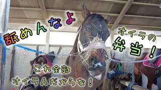 あーこっこ乗馬日記 〜オイラの馬房がねわらになった件