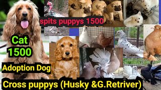 Cat 1500🔥Cross puppys(Husky\u0026G. Retriver)Spits puppy 1500🤑Adoption Dog😍പ്രാവുകൾ വിലക്കുറവിൽ|Mustiff❤