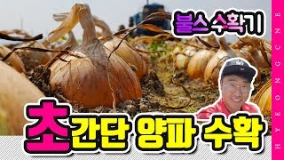 양파 수확 트랙터 불스 땅속작물수확기 4분컷