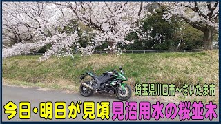 見沼用水沿いの桜並木 約7km 川口自然公園(川口市)～加田屋弁天(さいたま市)