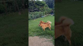 놀다 지친 강아지들 / Jindo dogs tired from playing