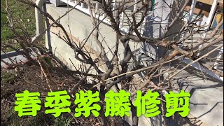 青石话牡丹芍药。春天紫藤修剪 。开季第一剪 ：“大树形” Wisteria Care