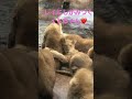 旭山動物園ライオン🦁オリトファミリー☔️レイちゃんにしがみつくイトちゃん🥰