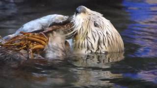 ラッコにおせち2017　伊勢海老編その2(須磨海浜水族園)