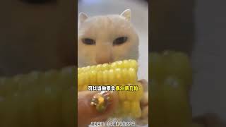 猫咪也能吃的各种人类食物，超级日常#新手养猫 #猫咪能吃的食物 #科学养猫 #养猫经验 #宠物知识