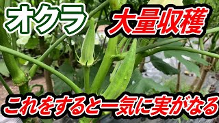 【オクラ】必見！！〇〇をするとこれから大量収穫ができます！