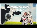 家族でハロウィン 2022 - Happy Halloween from Mitaru Farm (Eng subs)