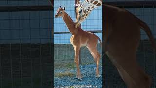 Rare Giraffe Without Spots, The Only One in the World. #animals #nature #shorts