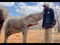 Samson and Adine give albino baby elephant Khanyisa, her midday milk bottle😍😍