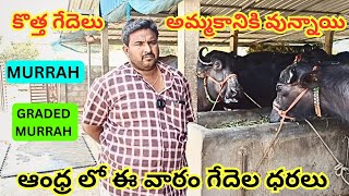 జనవరితో పోల్చితె ఈ వారం ఆంధ్రలో గేదెల ధరలు || 9912167572 || Murrah Buffaloes For Sale || Andhra