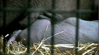 ツチブタの赤ちゃん。授乳。Baby Aardvark. Lactation.