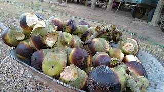 กินหมากตาลสดๆจากต้นนำกันเด้อ|-ໝາກຕານສົດແຊບໆມາເດີພີ່ນ້ອງ